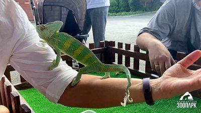 В Челябинском зоопарке потрогали экзотических животных