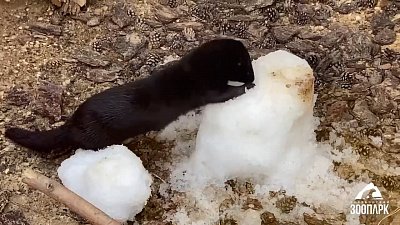 Питомцы Челябинского зоопарка играли со снегом летом