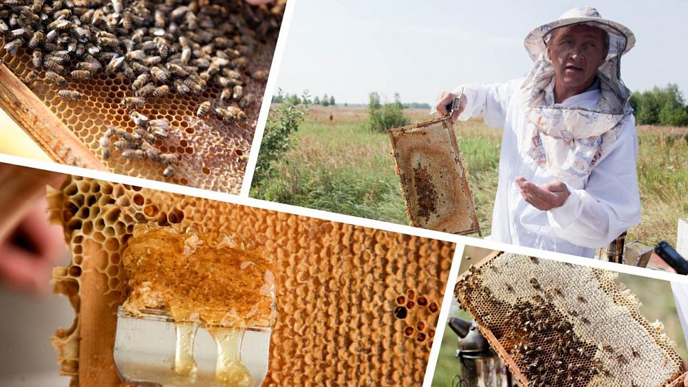 Пчелы челябинца Сергея Тарасова собирают мед от Черного моря до Урала