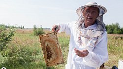 Пчелы челябинца Сергея Тарасова собирают мед от Черного моря до Урала