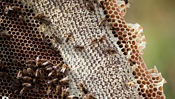 Пчелы челябинца Сергея Тарасова собирают мед от Черного моря до Урала