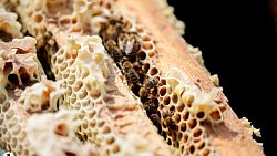 Пчелы челябинца Сергея Тарасова собирают мед от Черного моря до Урала