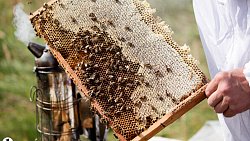 Пчелы челябинца Сергея Тарасова собирают мед от Черного моря до Урала