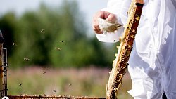 Пчелы челябинца Сергея Тарасова собирают мед от Черного моря до Урала