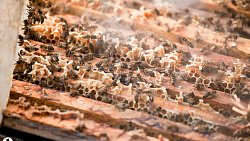 Пчелы челябинца Сергея Тарасова собирают мед от Черного моря до Урала