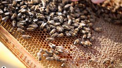 Пчелы челябинца Сергея Тарасова собирают мед от Черного моря до Урала