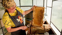 Пчелы челябинца Сергея Тарасова собирают мед от Черного моря до Урала