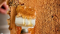 Пчелы челябинца Сергея Тарасова собирают мед от Черного моря до Урала