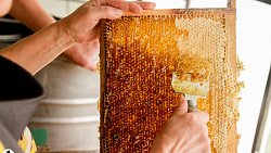 Пчелы челябинца Сергея Тарасова собирают мед от Черного моря до Урала