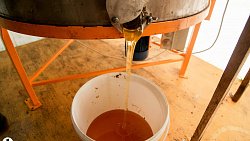 Пчелы челябинца Сергея Тарасова собирают мед от Черного моря до Урала