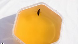 Пчелы челябинца Сергея Тарасова собирают мед от Черного моря до Урала