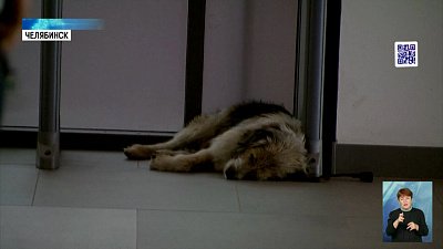 За челябинским Хатико вернулись хозяева