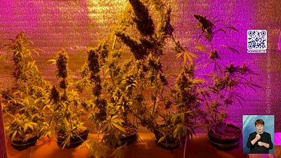 В Магнитогорске мужчина выращивал коноплю