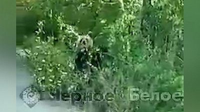 На озере Банное вновь заметили медвежонка