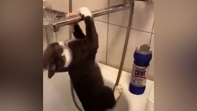 Мех и смех: жестокая ложь, боевой танец и спортивный кот