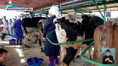 В регионе прошел конкурс дояров
