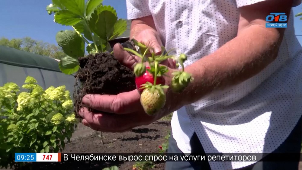 Как размножить землянику? Подсказки от агронома