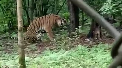 Тигр Гектор начал гулять по своему вольеру в Тайге
