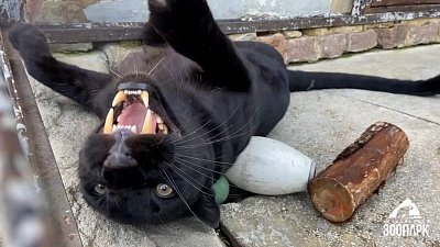 В Челябинском зоопарке показали фигурное катание африканского леопарда