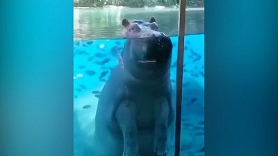 Мех и смех: уставший бегемот, «кусь» за «кусь» и странный гость