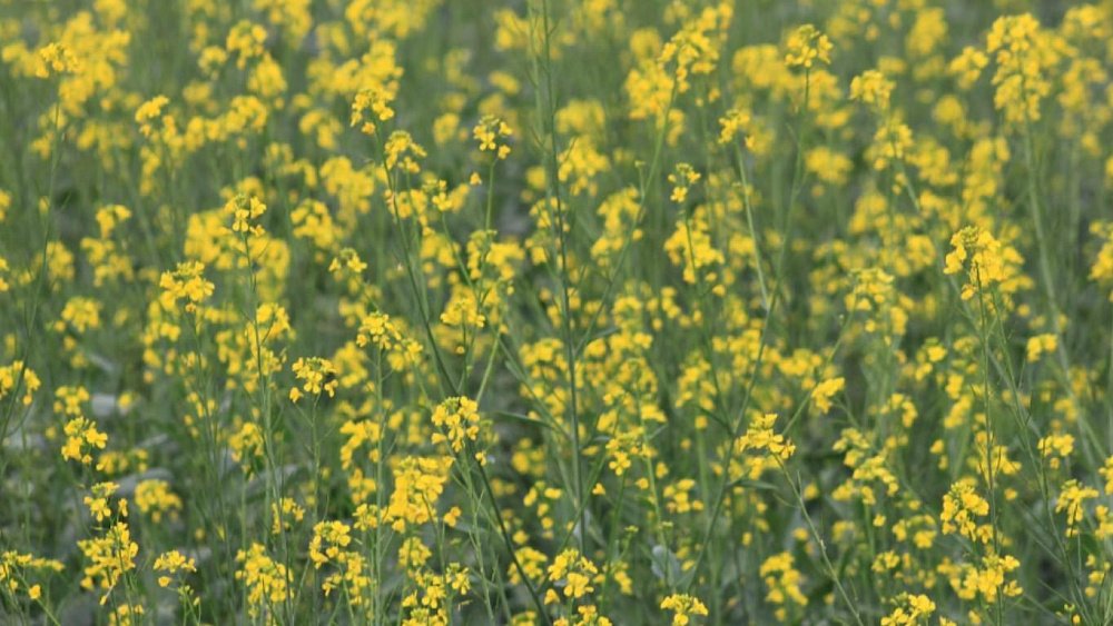Лечим ревматизм и гастрит при помощи зверобоя
