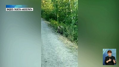 Медведь-подросток вышел к людям