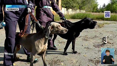 Прошли соревнования спасателей-кинологов