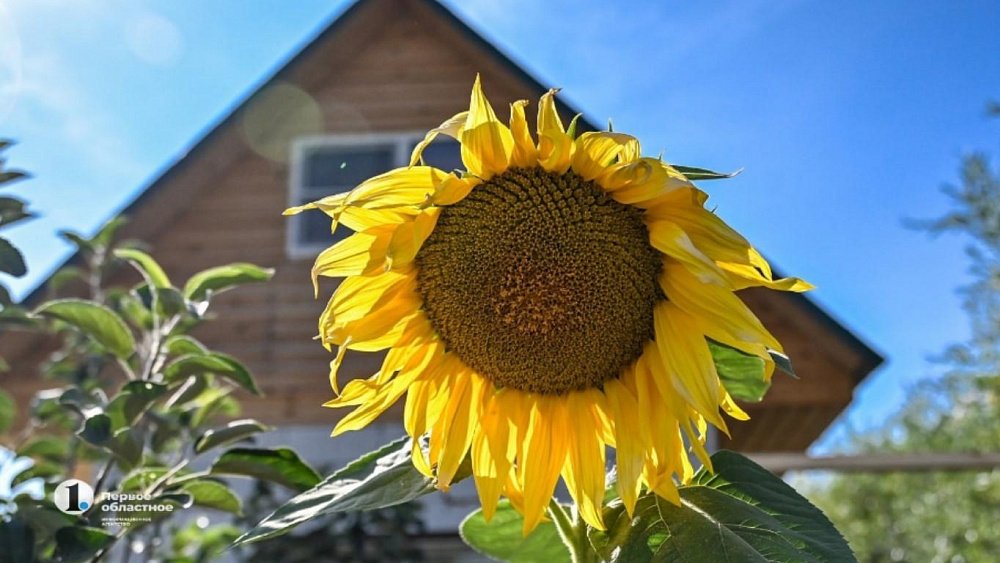 Чем заняться в саду в сентябре
