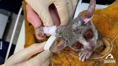 В Челябинском зоопарке поздравили сотрудников с Днем ветеринарного работника