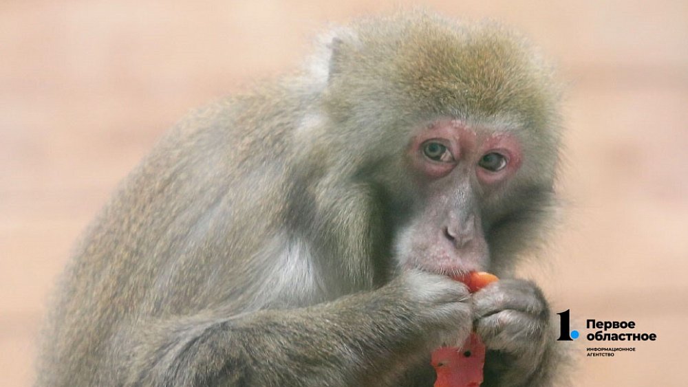 В Магнитогорске обезьяна бегает по городу и кусает жителей