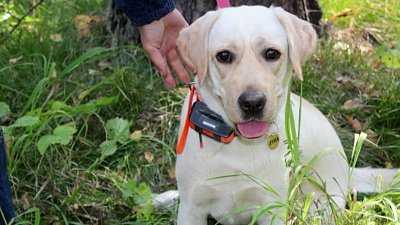 В Челябинске прошли соревнования спасателей-кинологов