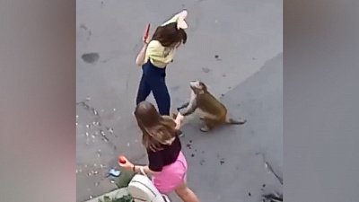 В Магнитогорске обезьяна напала на трех человек