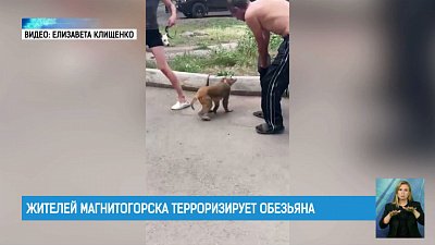 Жителей Магнитогорска терроризирует обезьяна