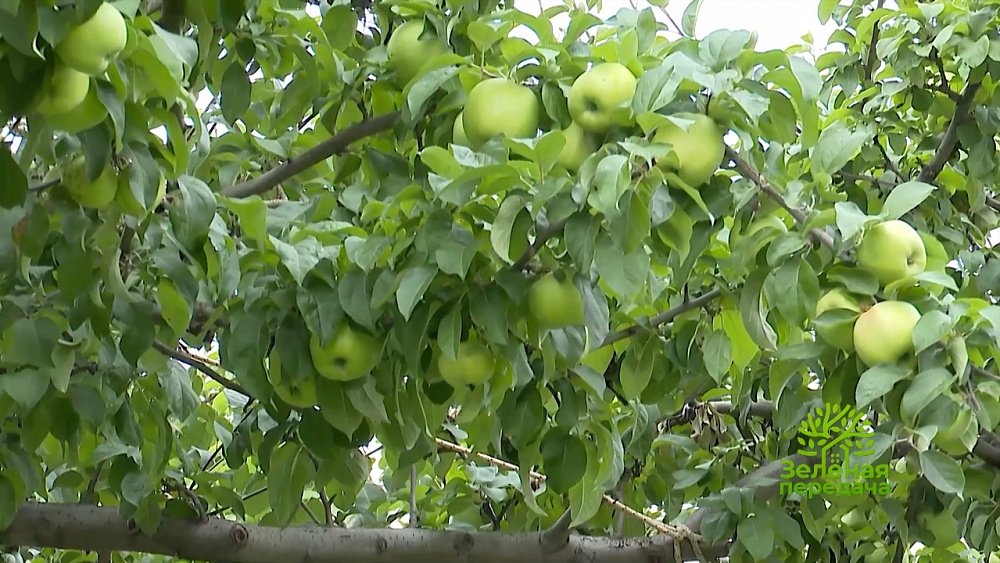 Зеленая передача 01.09.2022