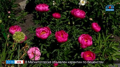 Уход за декоративными растениями в рубрике «Руки садовода»