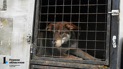 Жительница Трехгорного напоила собаку уксусом и оставила умирать привязанной к дереву