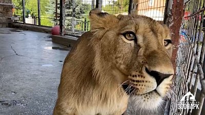 В Челябинском зоопарке сняли охоту льва