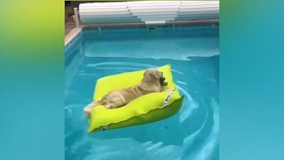 Мех и смех: испуг, кулинарные уроки и отдыхающий пес