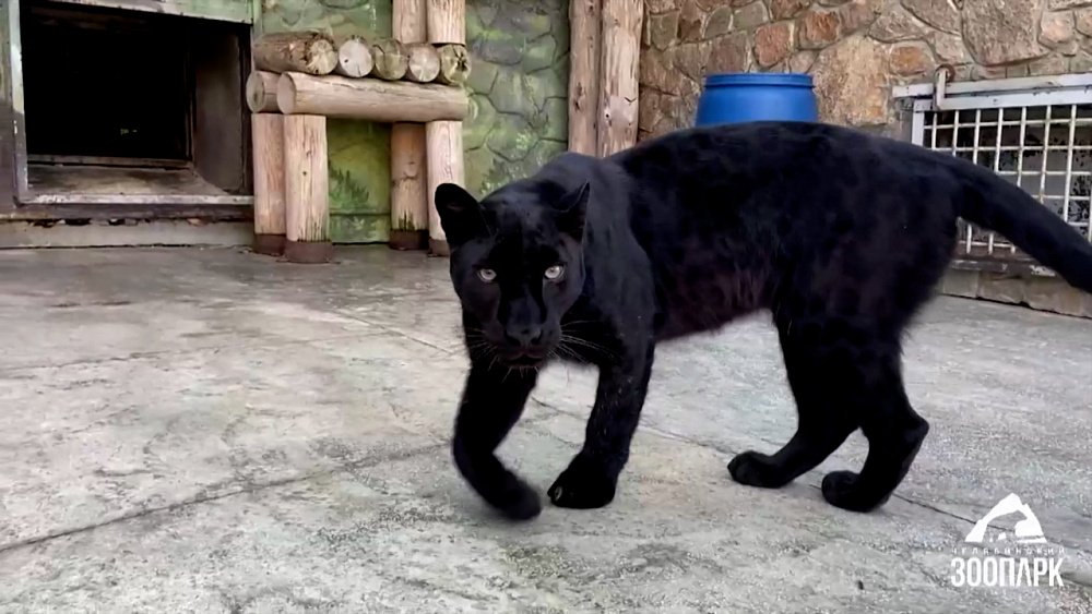 Африканский леопард Ника «на спорте»