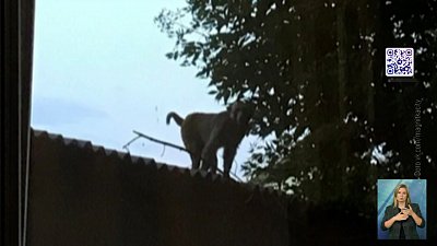 Обезьяну, устроившую переполох, поймали