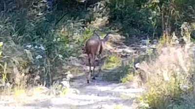 В нацпарке «Таганай» рассказали о белых пятнах под хвостами у косуль