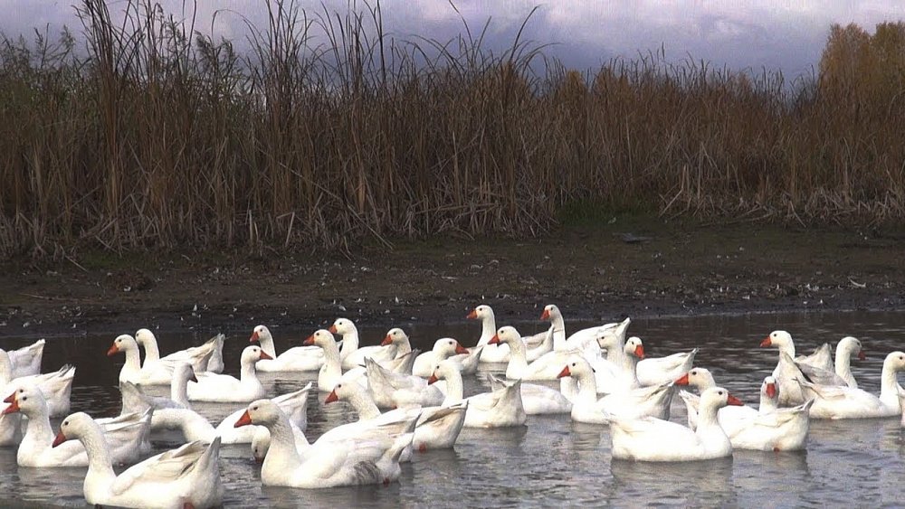 В Челябинской области обьявили карантин по птичьему гриппу
