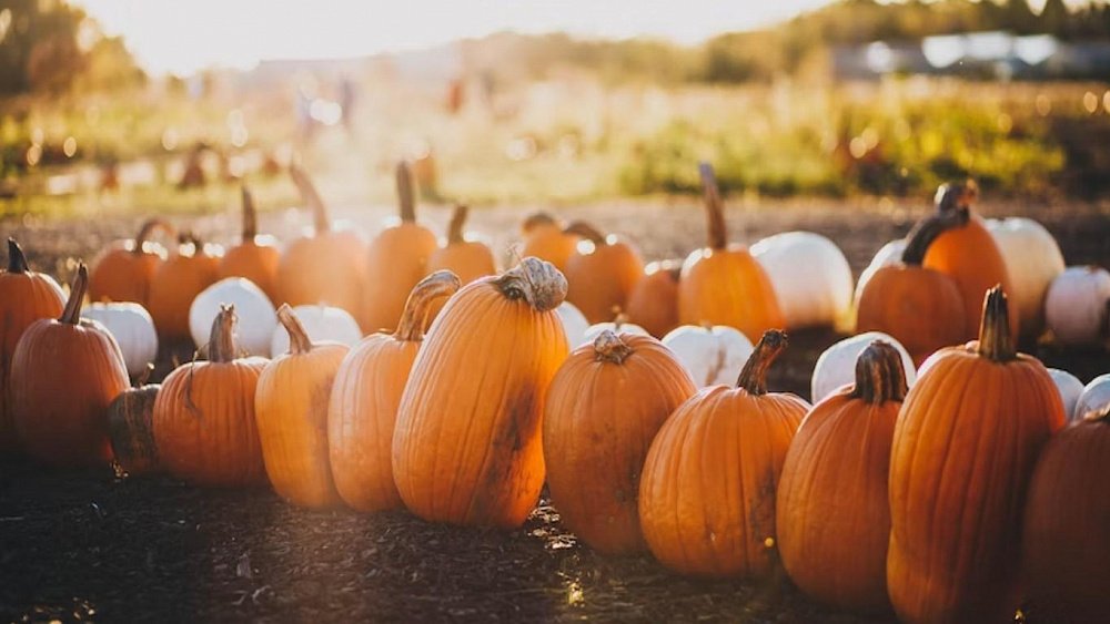 Зачем пить тыквенный сок