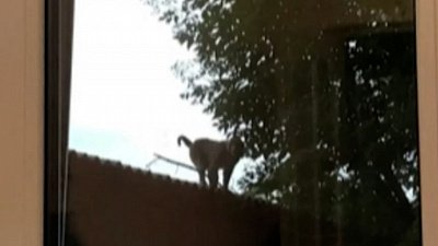 Обезьяна, покусавшая людей в Магнитогорске, оказалась домашней