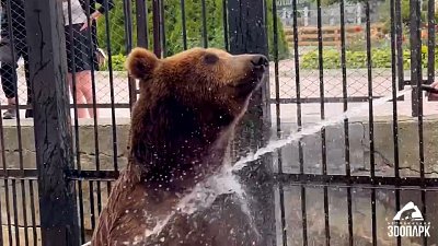 Медведь Малыш принимает душ в Челябинском зоопарке