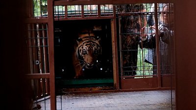 На ОТВ выйдет специальный репортаж «Не легенды о Гекторе»