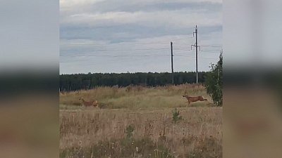 В Челябинской области заметили быстро бегущих косуль