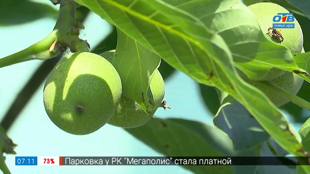 Грецкий орех — в каждый южноуральский сад в рубрике «Руки садовода»