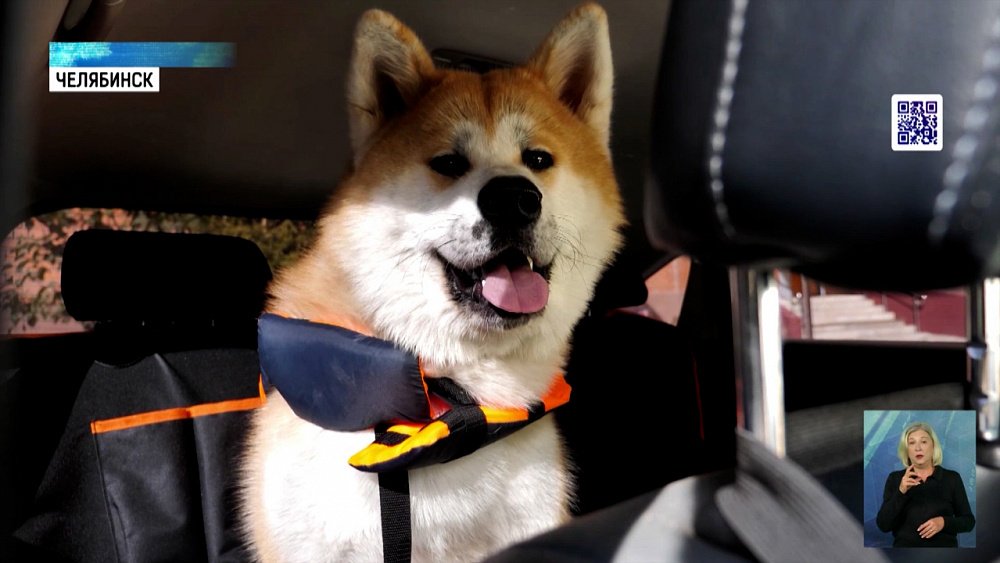 Правила перевозки животных могут ужесточить