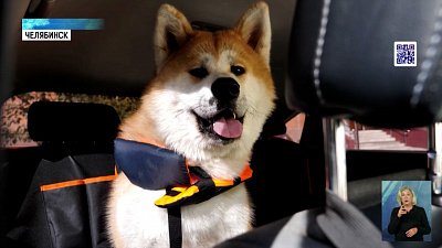 Правила перевозки животных могут ужесточить